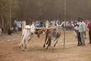 Read more about the article In rural Andhra Pradesh, bullock cart race events become crowd pullers on Sankranti | Visakhapatnam News