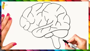 Read more about the article A How To Draw – How To Draw The Human Brain Step By Step 🧠 Brain Drawing Easy