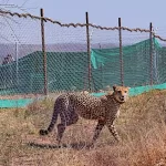 Read more about the article Kuno cheetah strays into human habitation, forest team keeps a watch